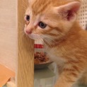 生後1カ月 子猫