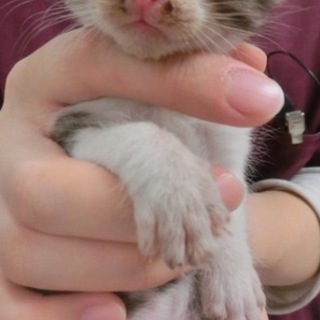 あーにゃんのずっとの家族募集中