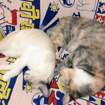 こぴぺその2
