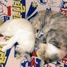 こぴぺその2