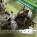 デグーの里親募集です。3月30日と4月6日生まれ。