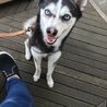 たりんちゃん