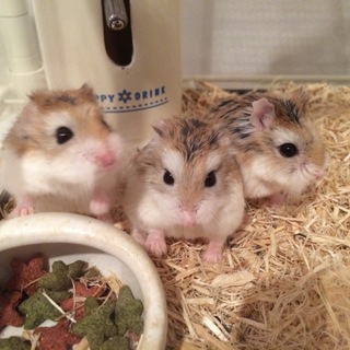 ロボロフスキーハムスター里親さん