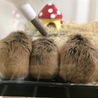 ロボロフスキーハムスター里親さん サムネイル3