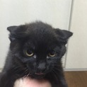 黒の女の子