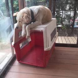 クレート潰す気？