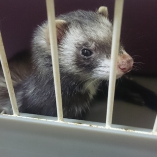 フェレットが好きな方にお願いします。