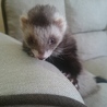 フェレットが好きな方にお願いします。 サムネイル3