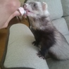 フェレットが好きな方にお願いします。 サムネイル4