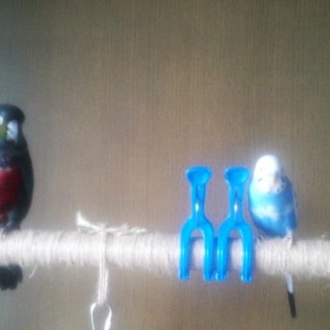 洗濯バサミバリケード