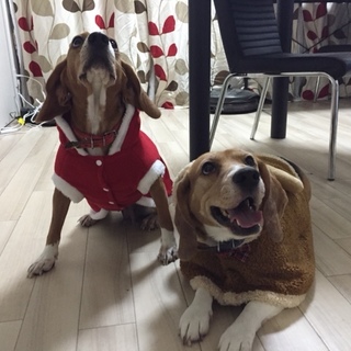 ビーグルの３歳の女の子です