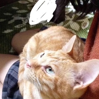 募集してます(里親仮決定)