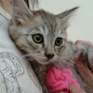 るいの家族になってください。