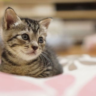 かわいい女の子「メグちゃん」4/28生まれ