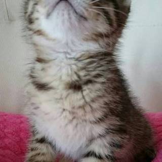 りんちゃんを家族になってください