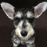 ディー