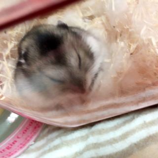 ジャンガリアンハムスター ♀