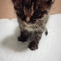 生後２週間位の拾った子猫ちゃん♀