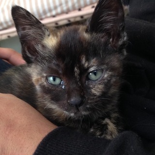 至急募集しています