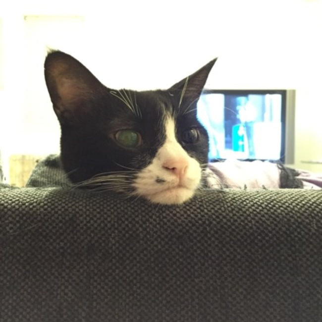 てるてるねこのいえのカバー写真