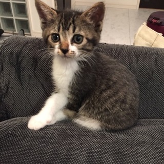 保護した子猫の家族になってあげてください❣️