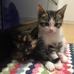 子猫が来た