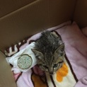 ※急募※一ヶ月ぐらいの子猫(♂)