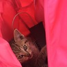 ※急募※一ヶ月ぐらいの子猫(♂) サムネイル2