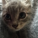 山梨県からキレイなグレー色の子猫の里親さん。