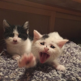 【一時停止】生後1ヶ月兄妹里親募集♪