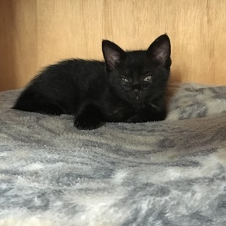【大阪】生後一ヶ月半(♂)賢く健康な黒仔猫