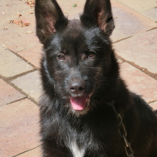 シェーパード、甲斐犬MIX　ルーク君５か月里親募集