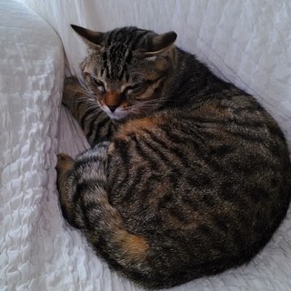 先住猫との折り合い悪く、里親募集。