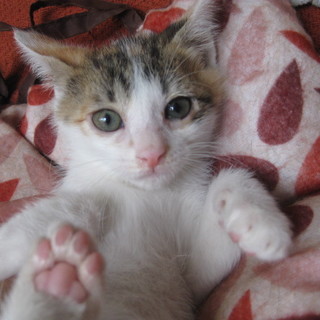 三毛の女の子♪1