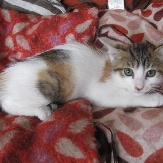 三毛の女の子♪2