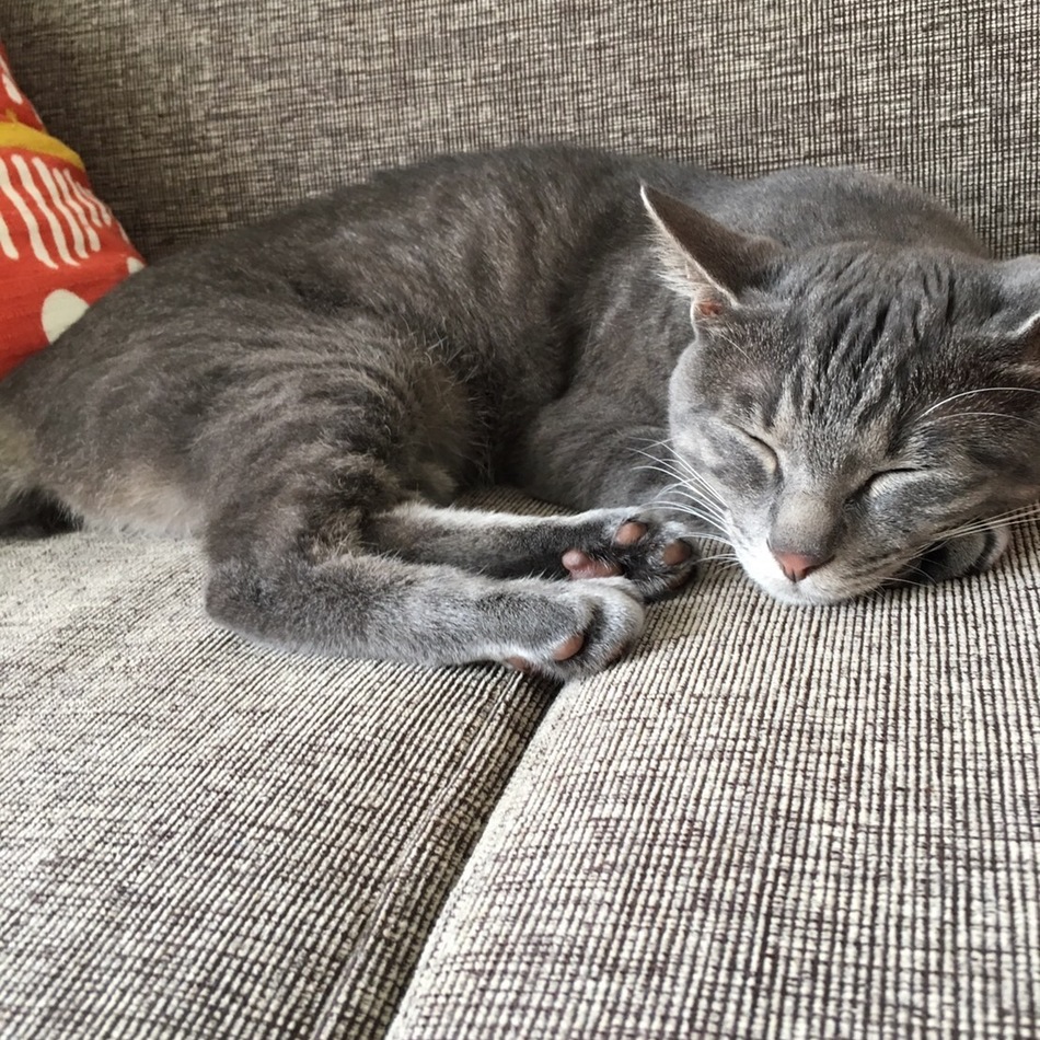 ラムのカバー写真