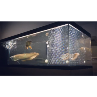 シルバーアロワナ