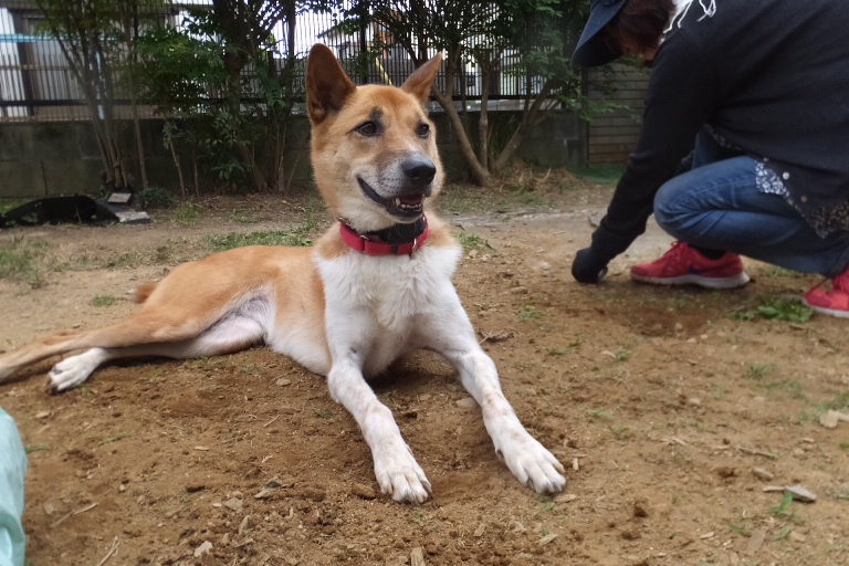 スタイル抜群で遊び好きな 千葉県 犬の里親募集 ペットのおうち 月間利用者150万人