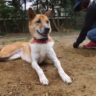 スタイル抜群で遊び好きな和犬女子、里親さん募集中