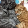 猫ラヴ