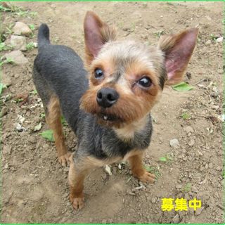 ヨーキー　２歳半