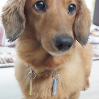 Mダックス７歳仮名　響（ひびき）