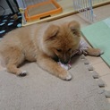 ポメラニアン5ヶ月の元気な男の子