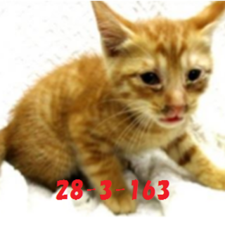 緊急募集です！！どうぞどうぞ宜しくお願いします！5