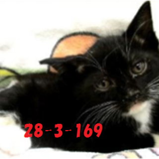 緊急募集です！どうぞどうぞ宜しくお願いします！8