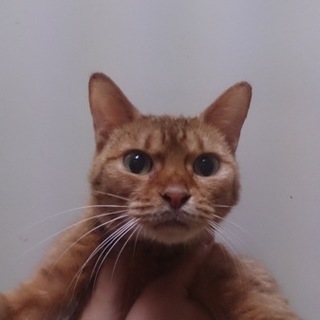 優しいベンガル