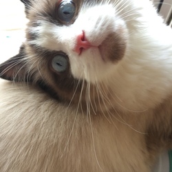 たまたまの消失