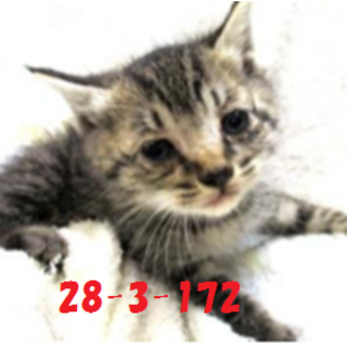 緊急募集です！どうぞどうぞ宜しくお願いします！11