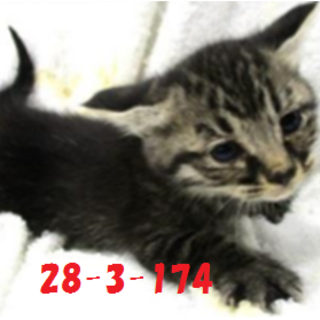 緊急募集です！どうぞどうぞ宜しくお願いします！12