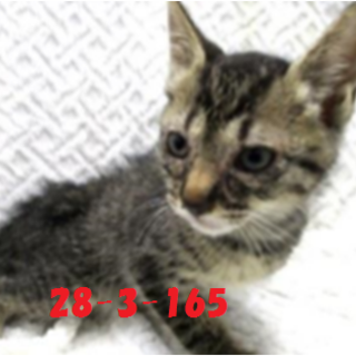 緊急募集です！どうぞどうぞ宜しくお願いします！14